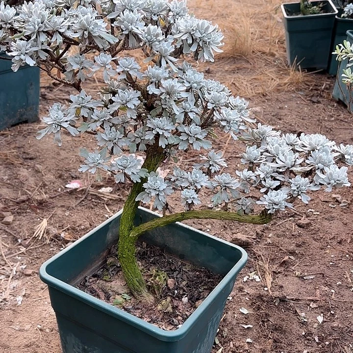 红****带土球发货哈哈哈哈