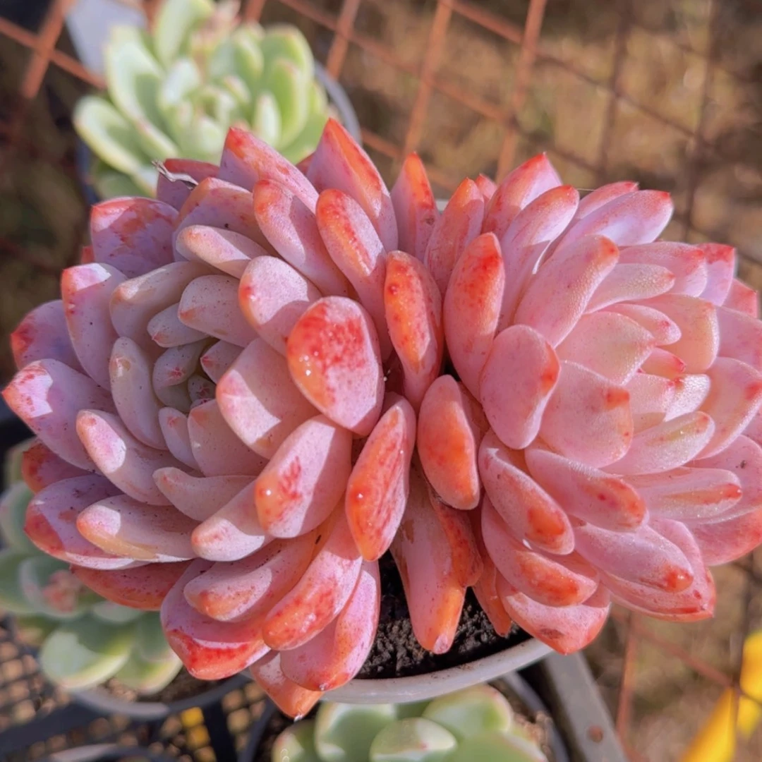 【闪购商品】双头仙女橙