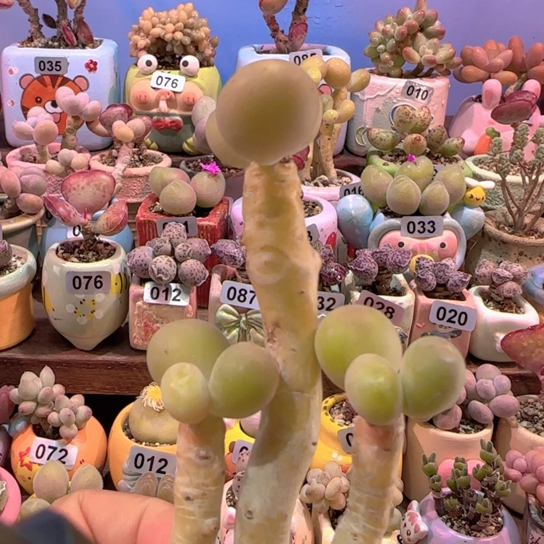 T大长腿金蟾盆口5cm