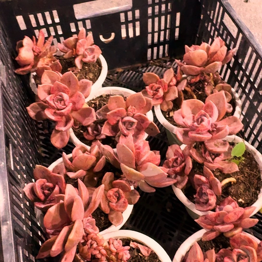 琉璃盏160多肉植物