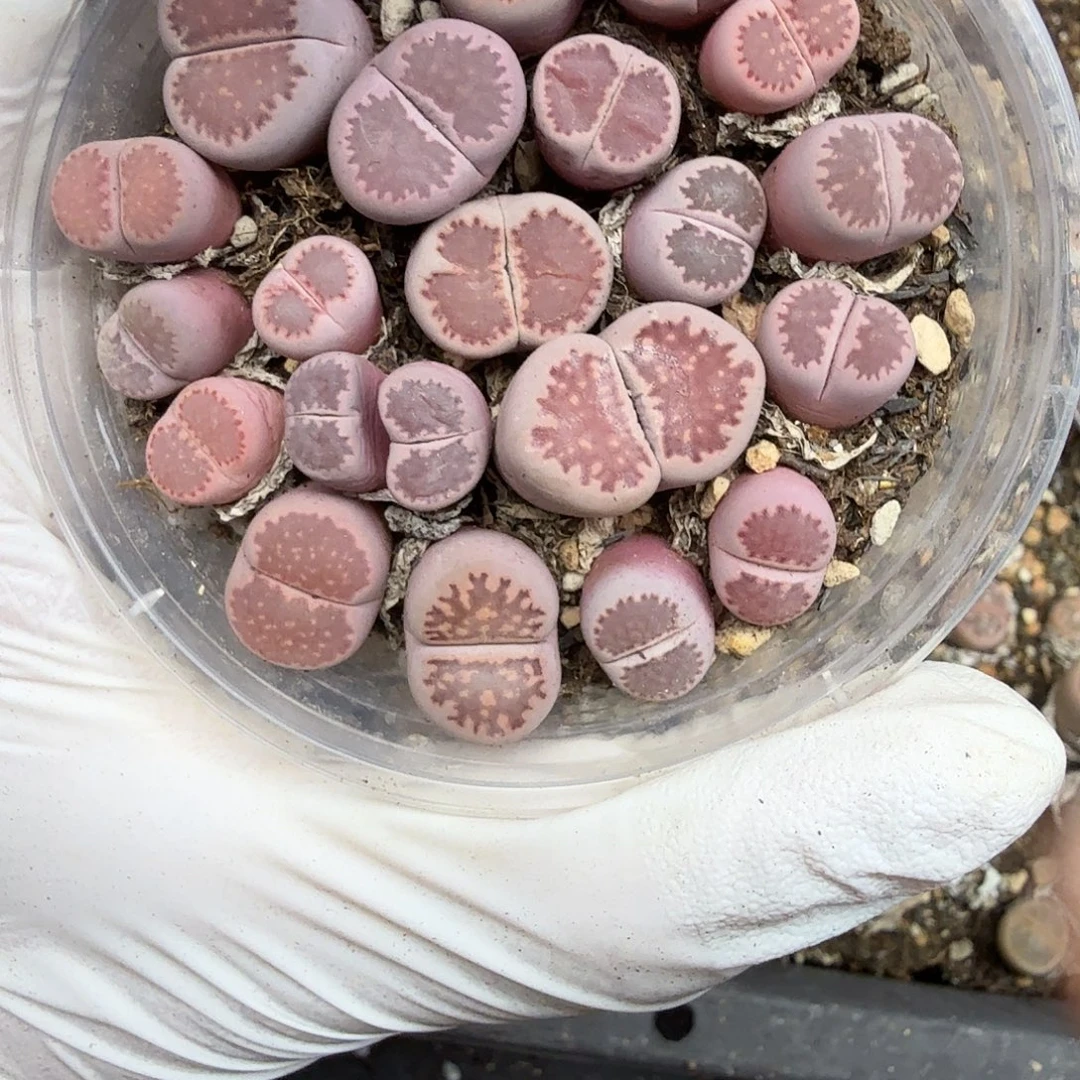 这个点睡起来都会梦中028不