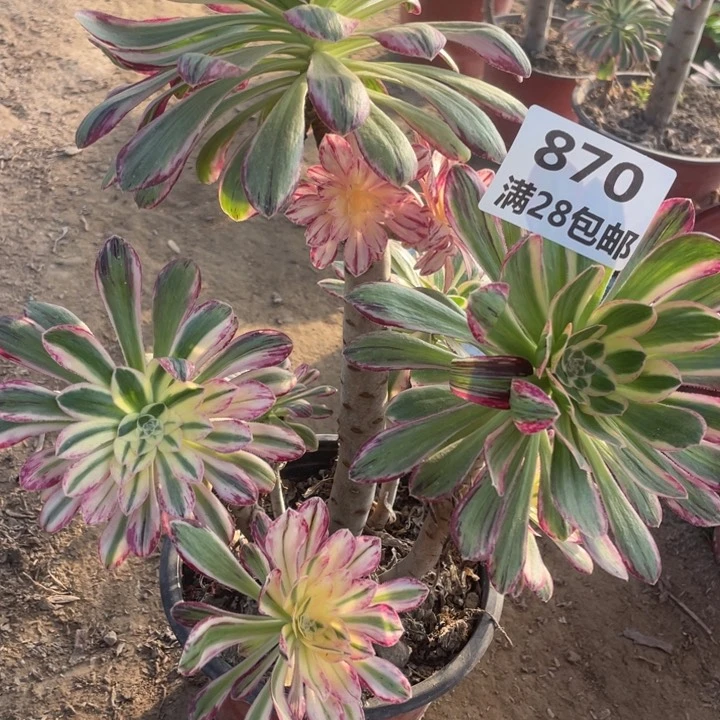 870二号棚v仅仅多肉B