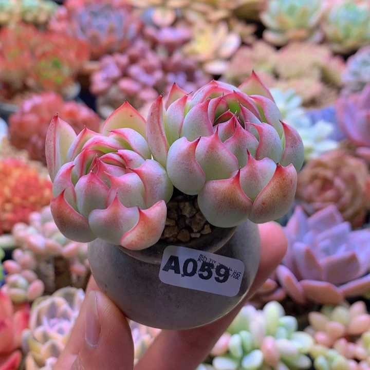 一物一拍含盆土满38包邮A059