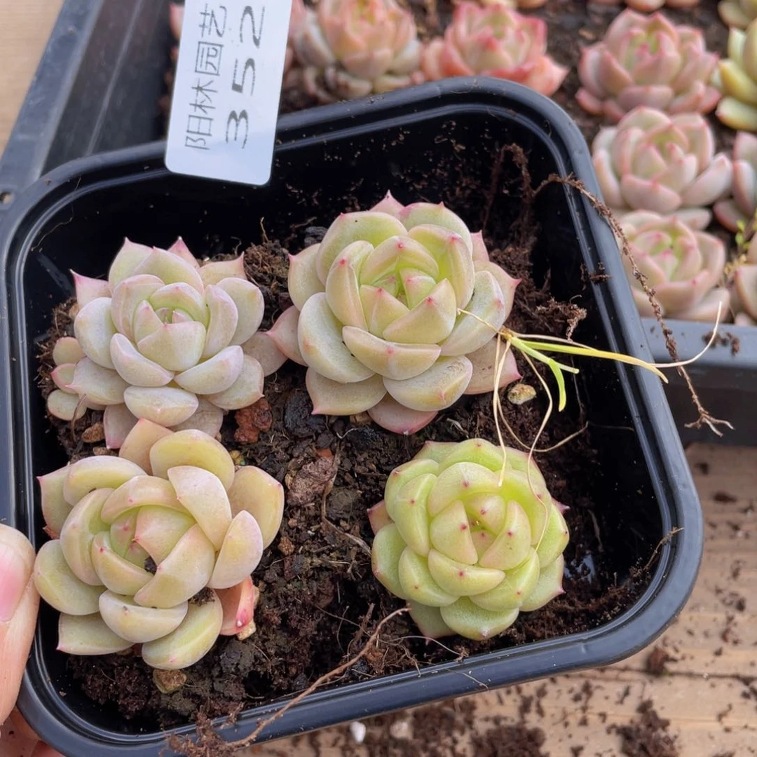 多肉植物多肉植物352