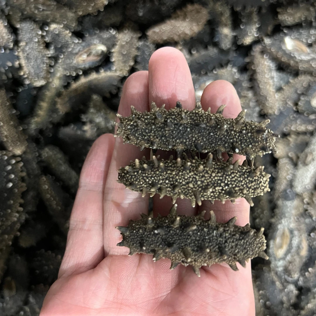 大连海参（500g） 深海底播 80头 个大肉厚