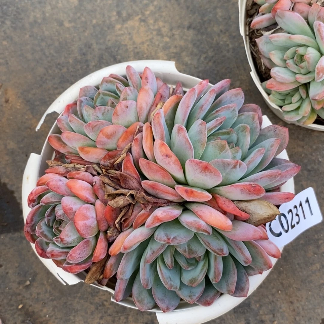 2311全明星一物一拍