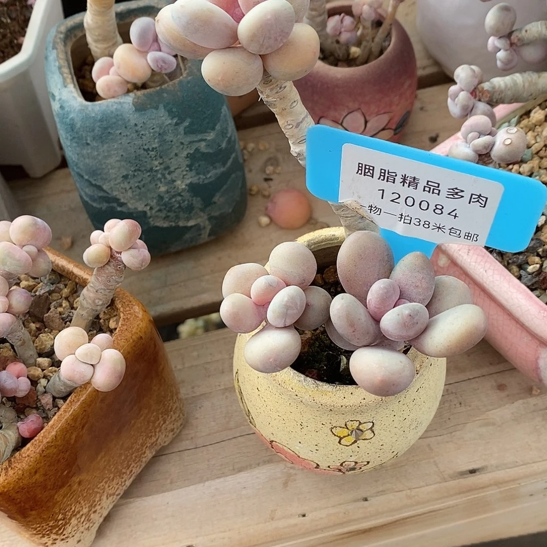 084统计璐璐璐璐了咯嗯