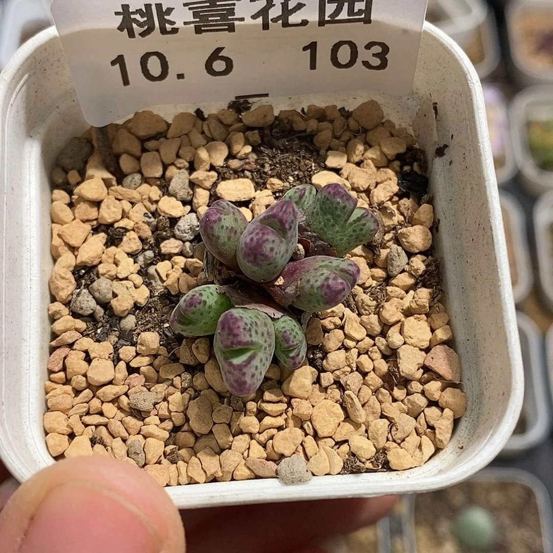 1006-103-原始斑马半价福利。