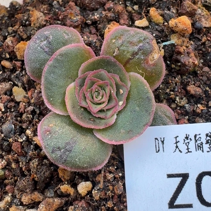 朱001。 绝色一号。  福利