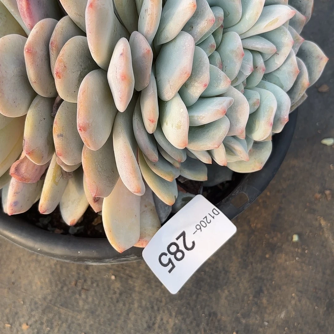 莲*同温层多肉285雪天使