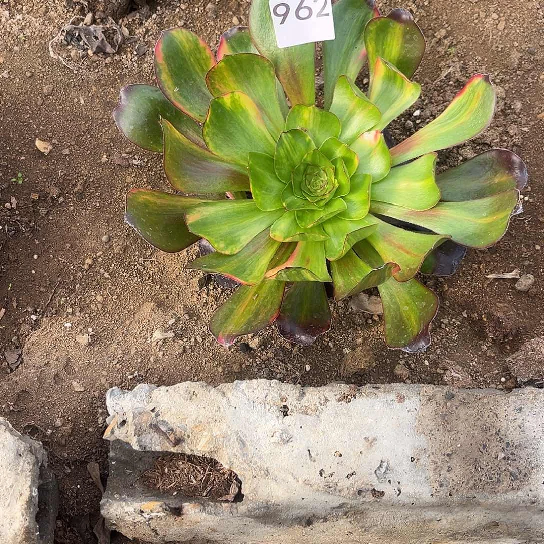 五毒七彩多肉法师962