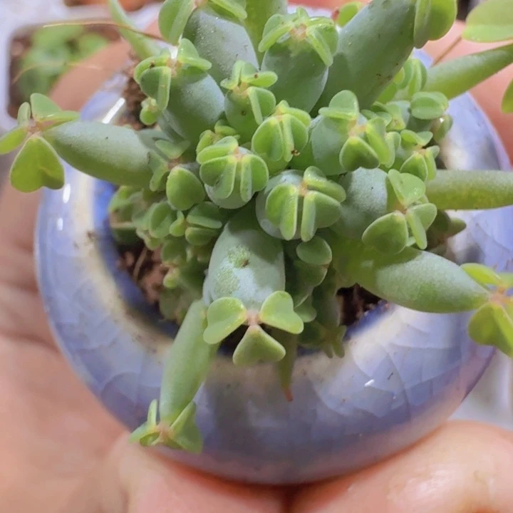 棒棒糖酢浆草王炸一颗