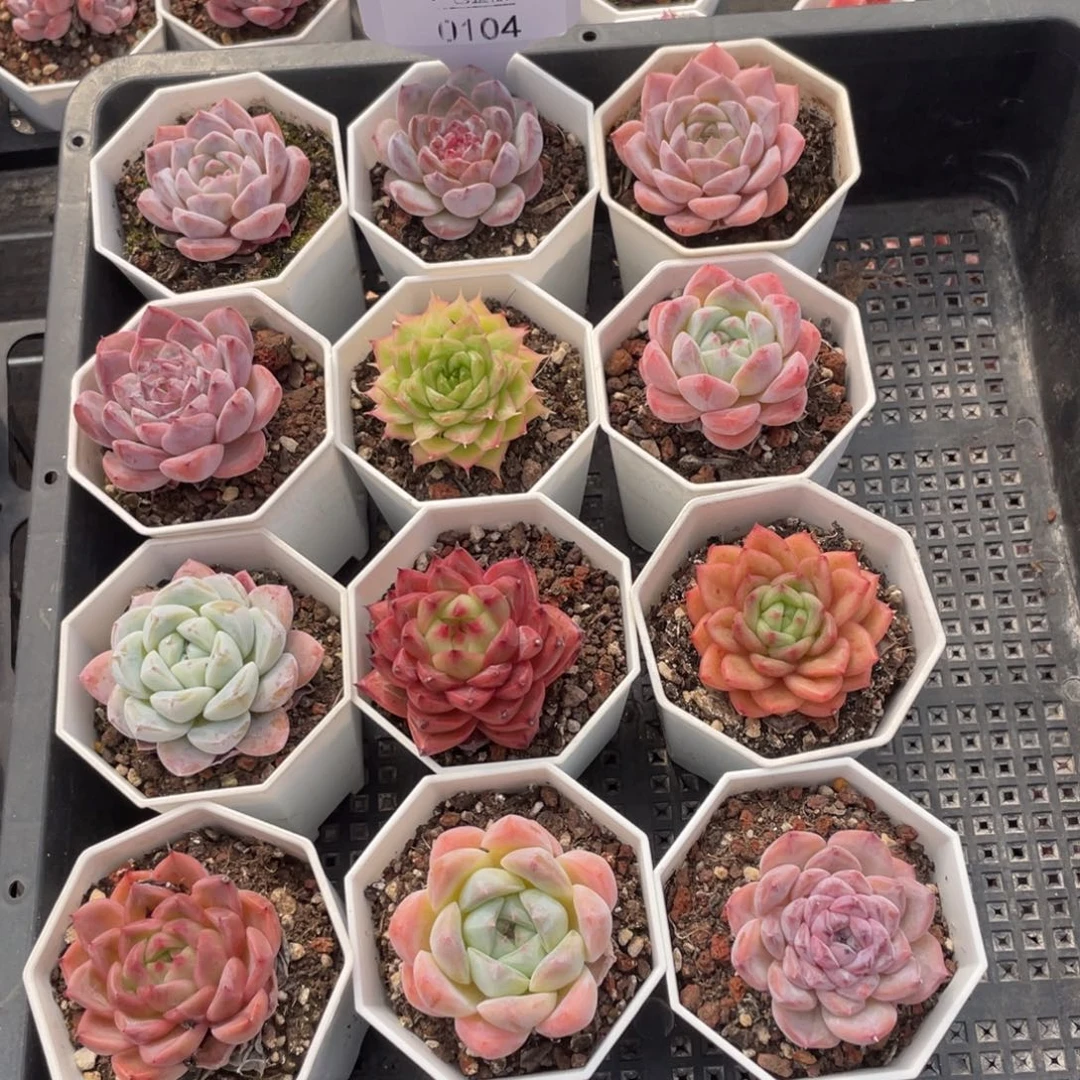 不包整散 盆子不售后0104