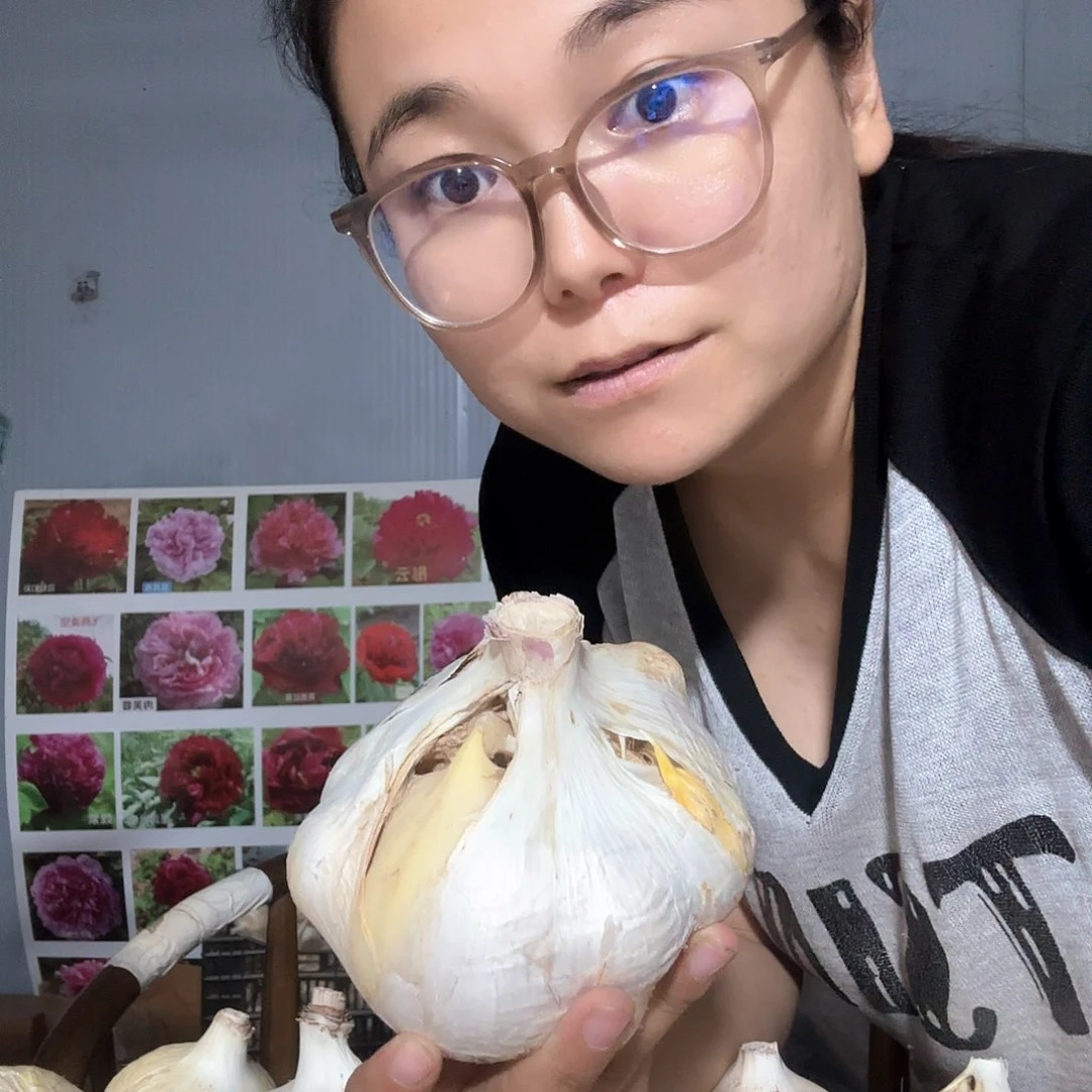 当前无花栽培后可以开花