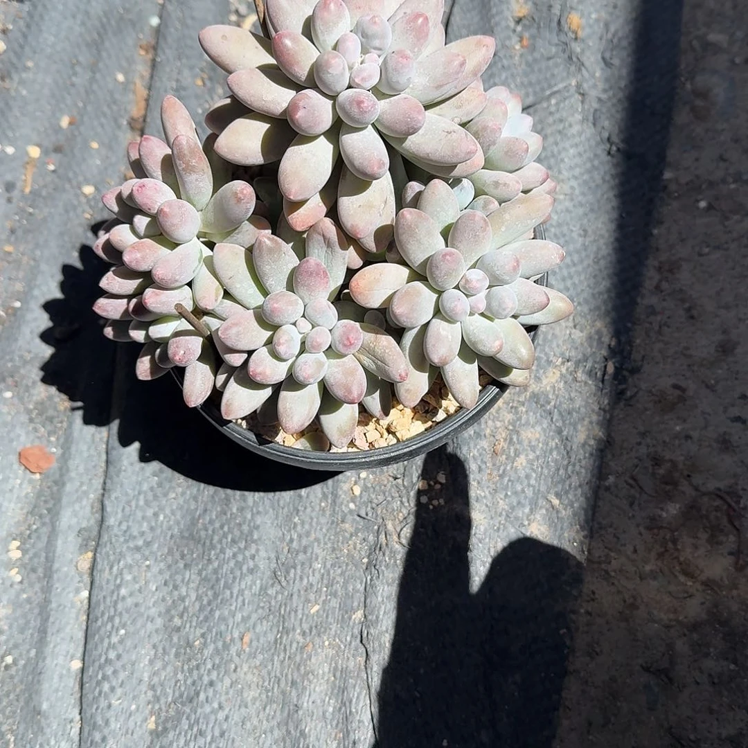 大号汤圆奶酪多肉植物