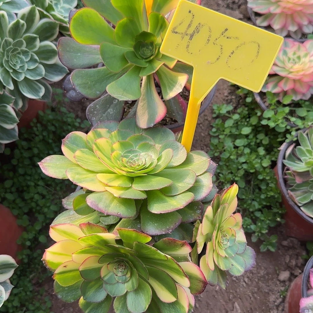 4050---万七彩多头多肉