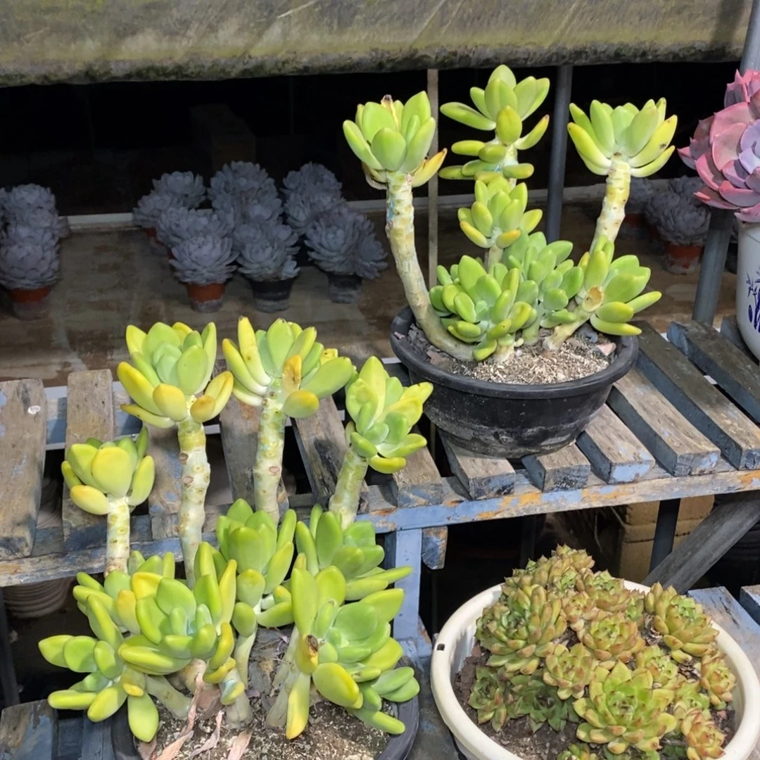 啊军喵多肉金蝉老装