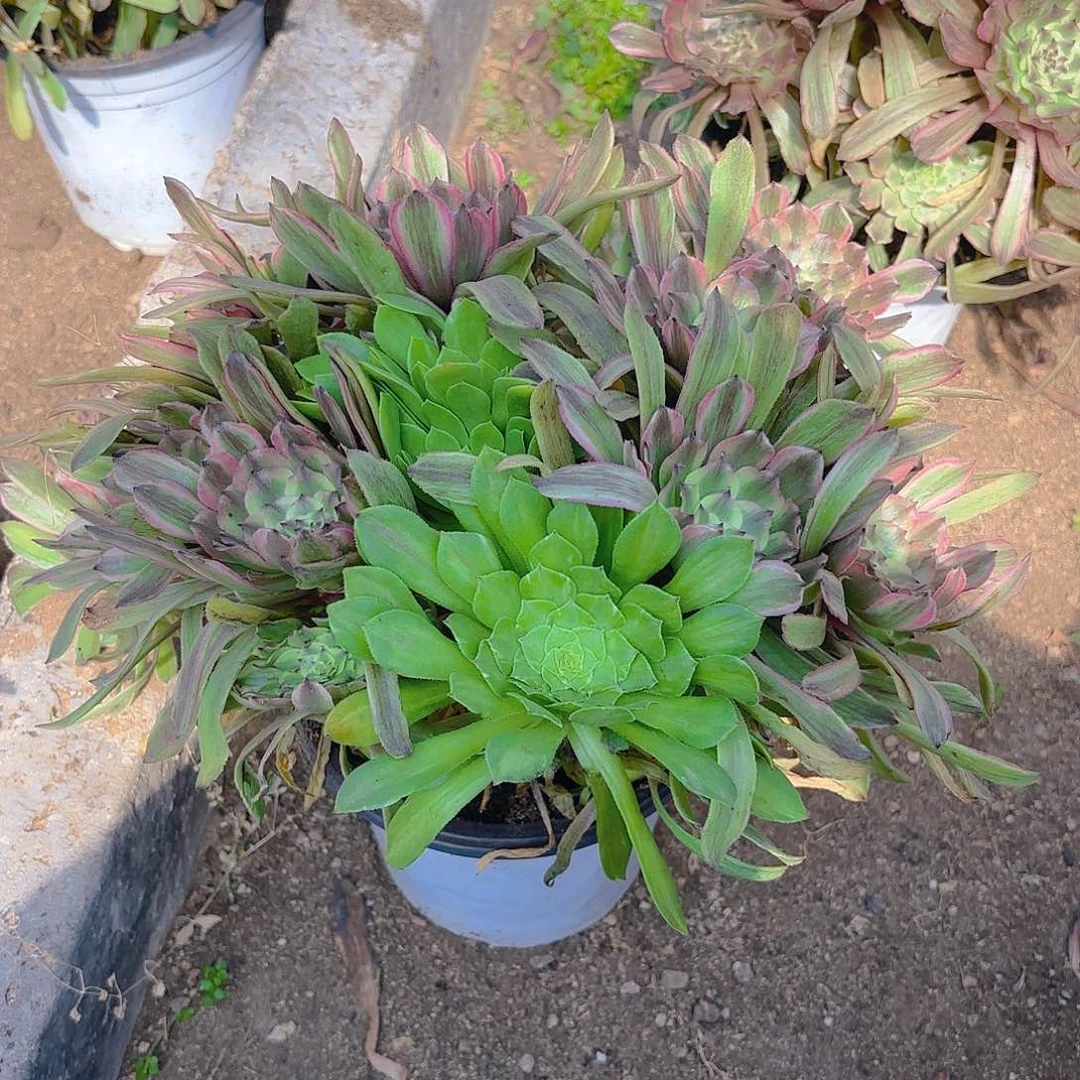 粉黛多肉植物三号