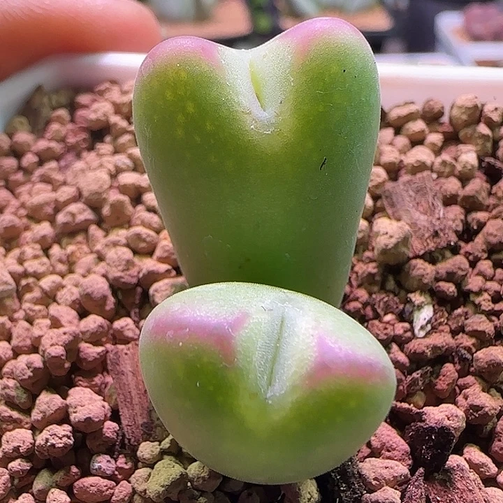 开播福利活动。  030