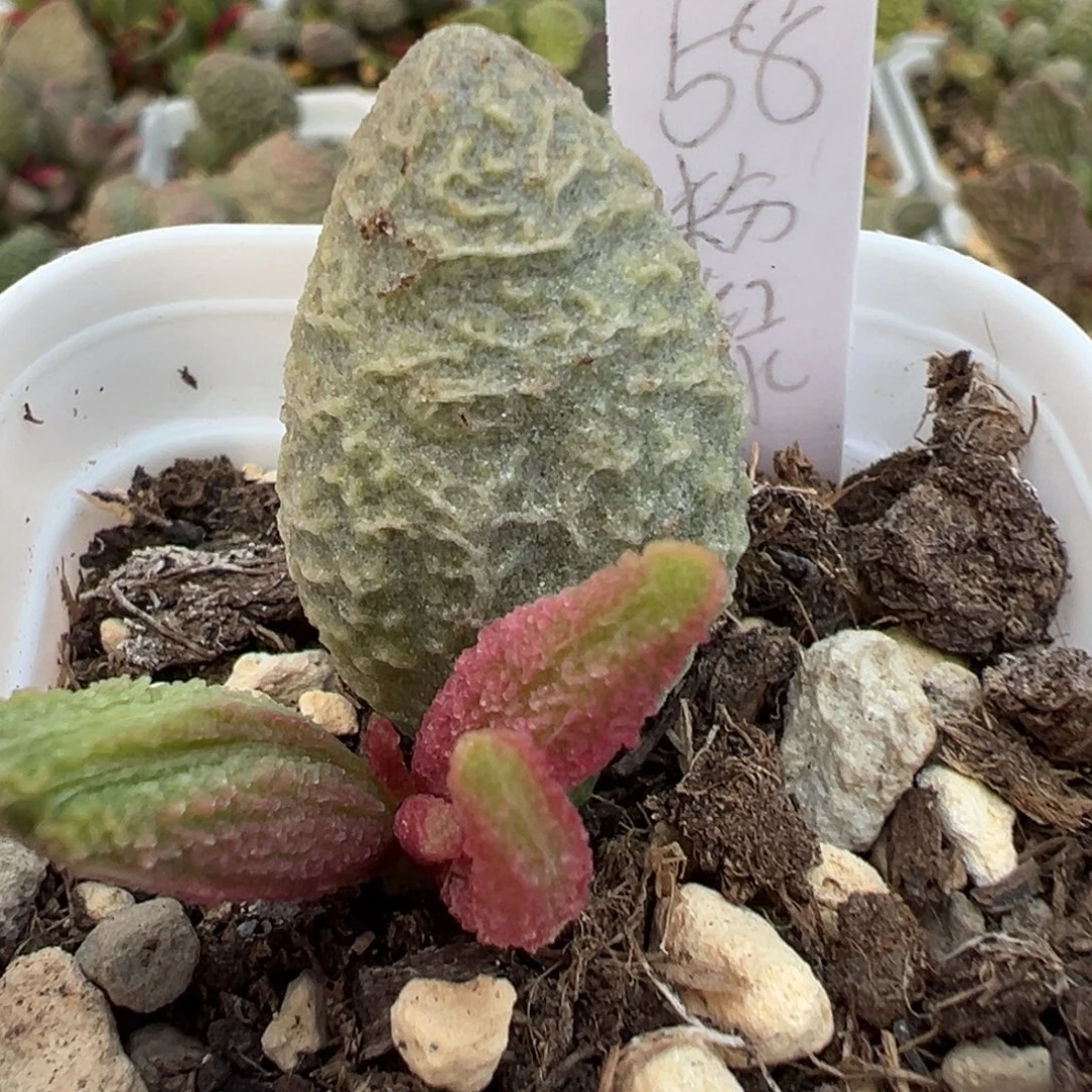 粉红冰激凌大苗多肉植物