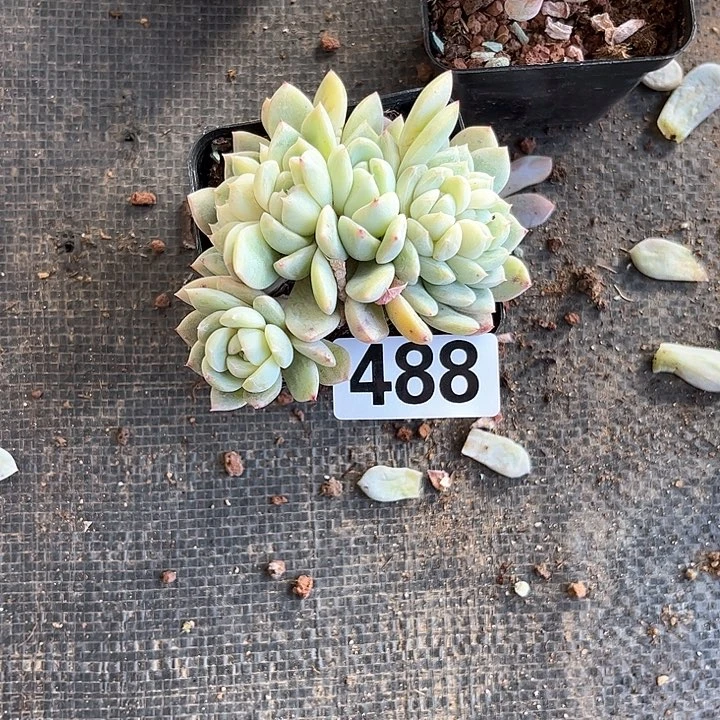 ?*行多肉植物一物一拍