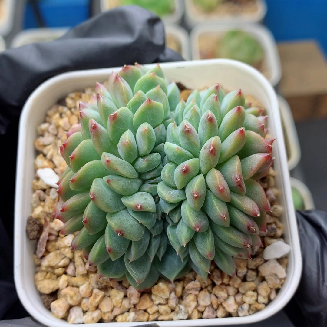 58包邮  群生不包整 糖心缀14