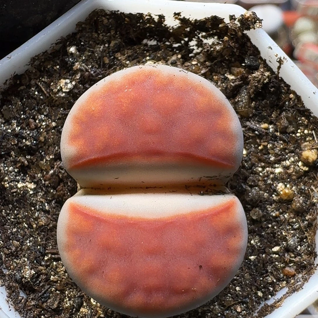 ****蜜生石花111111。 129