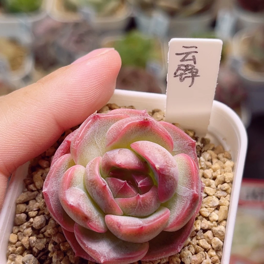 J695一物一拍 云峥