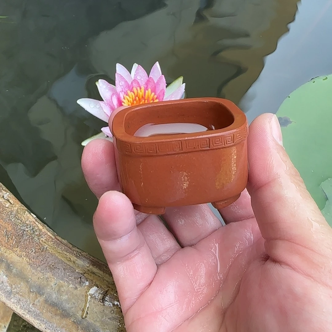 无花朵一物一拍 谢谢支持