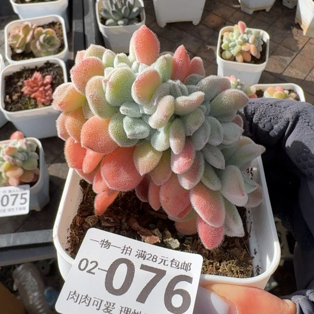 雪晃星缀化无盆土发货