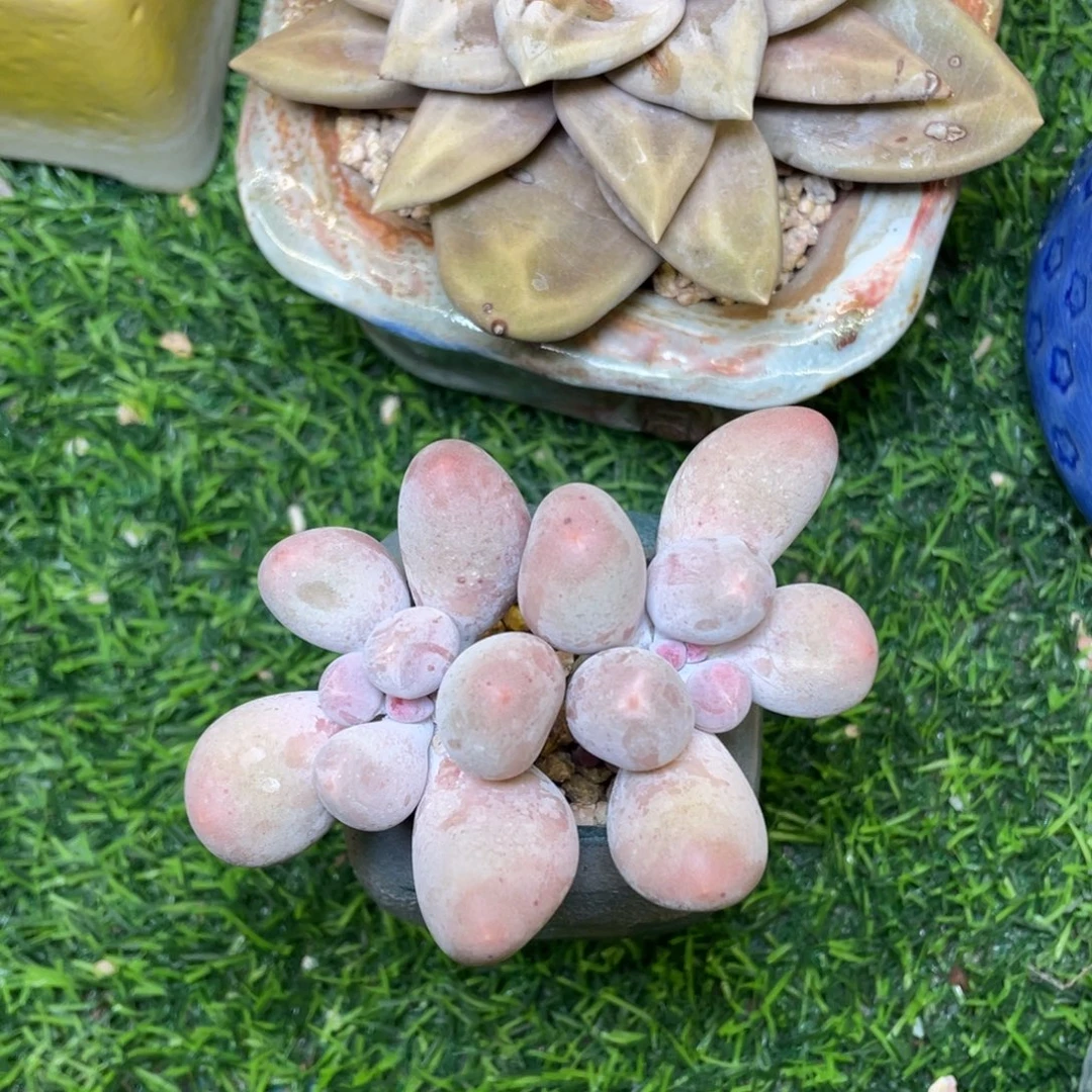 米可奶酪多肉植物