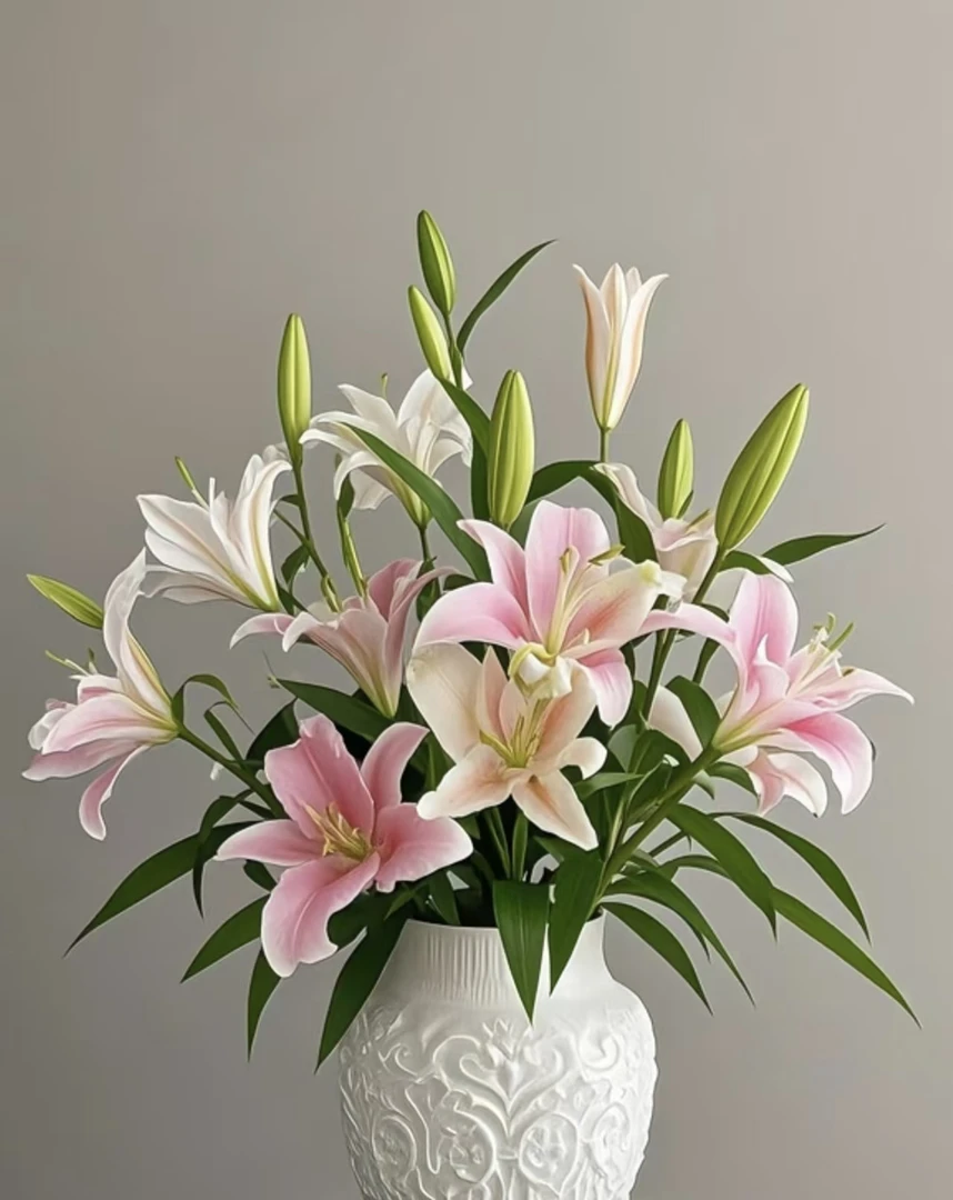 【朵朵优选】百合种球一个