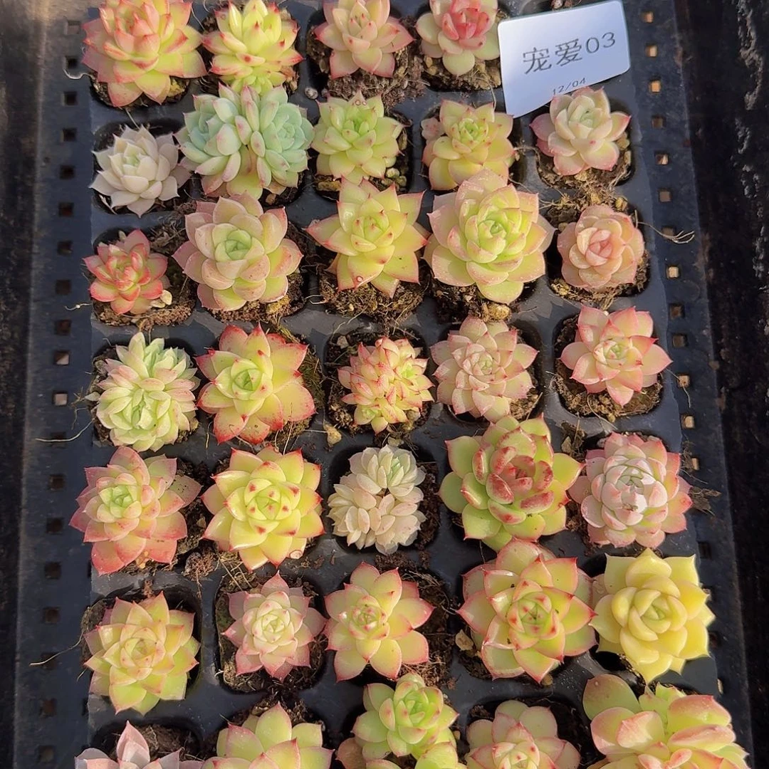 03 直播福利一物一拍