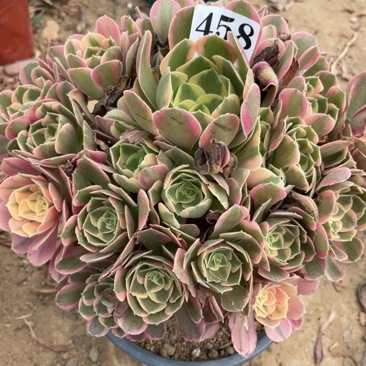 无花朵458多肉植物妖月