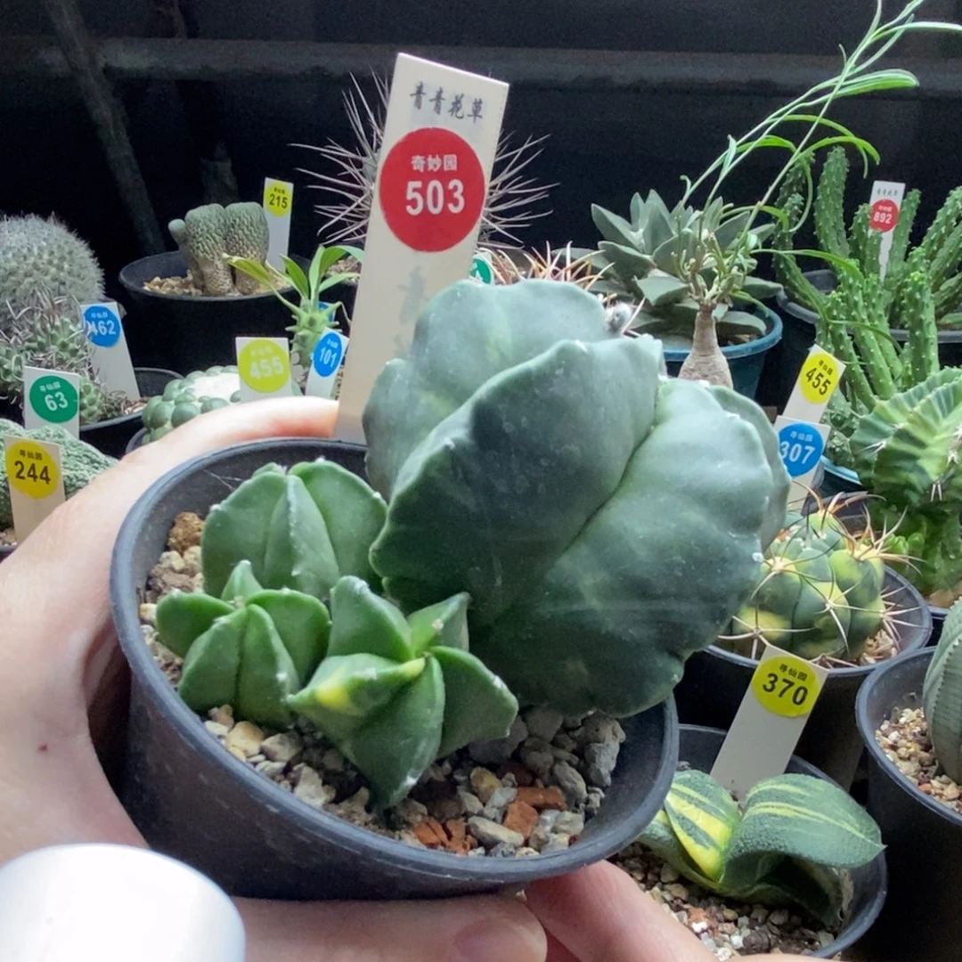实生鸾凤玉锦群一颗仙人球