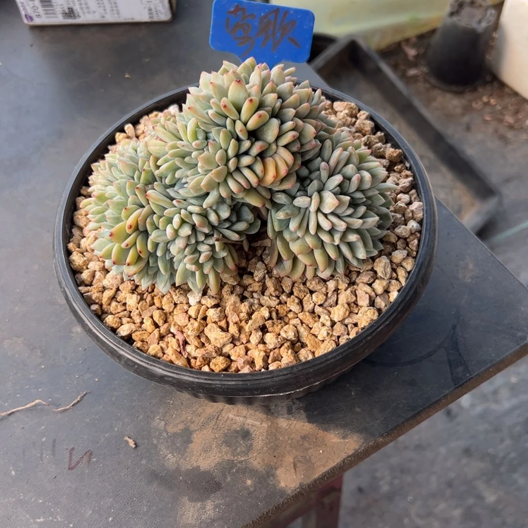 ?*歌橙子缀化多肉植物1111---