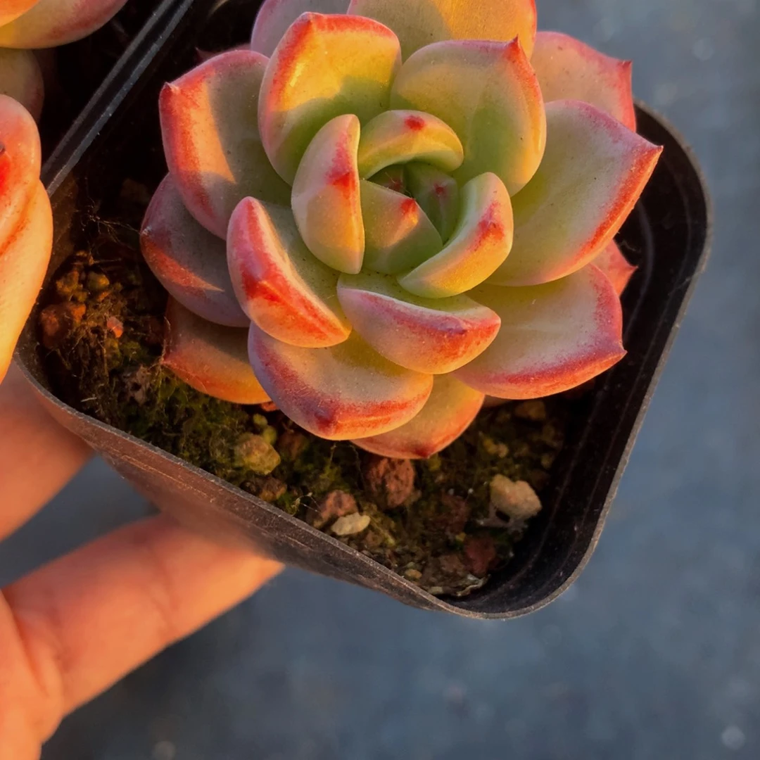 夜魔侠（满9.99包邮不满9.99发叶子）