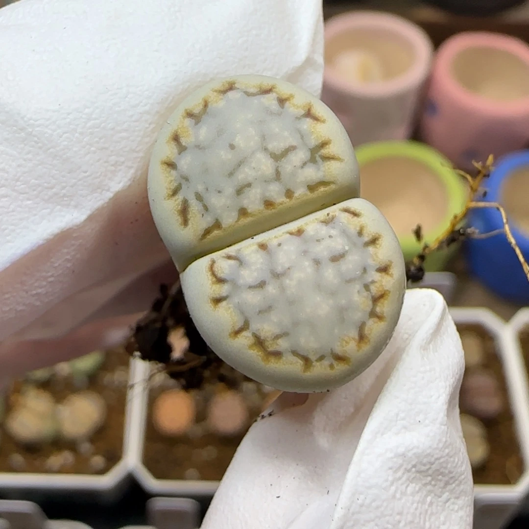 11.10.1621.6糖霜饼干.9042