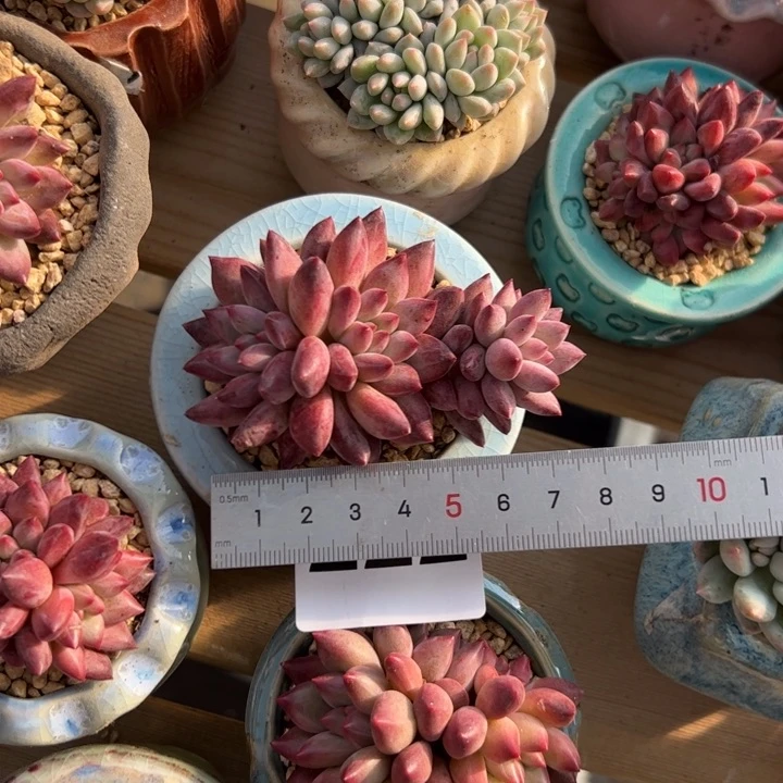 小**.222 多肉植物组合