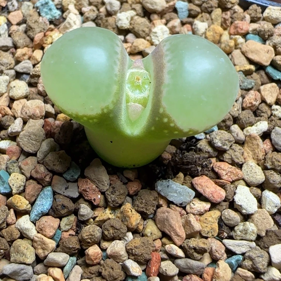 多肉植物大美风105号