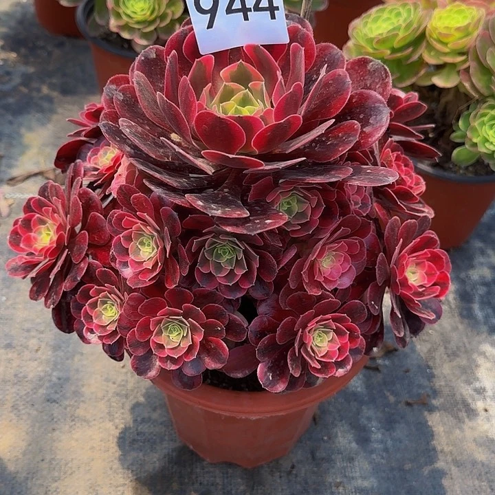 0000000000000944美杜莎