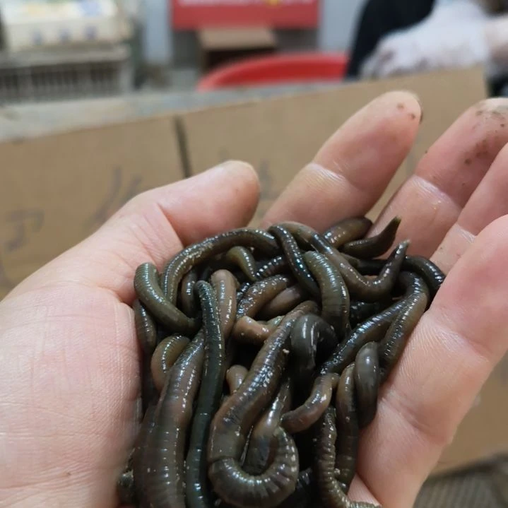 鲜活蚯蚓通货三斤顺丰包邮