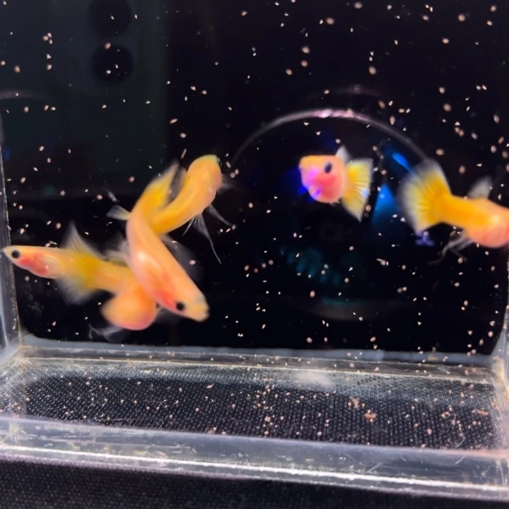 海水鱼黄金玻璃猫大C3对