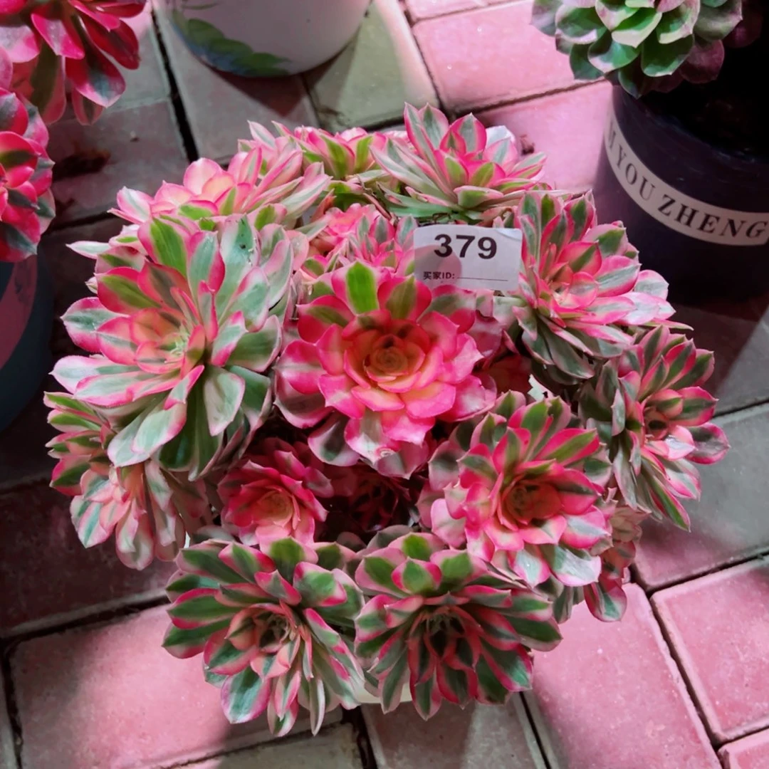 379倾城法师多肉植物