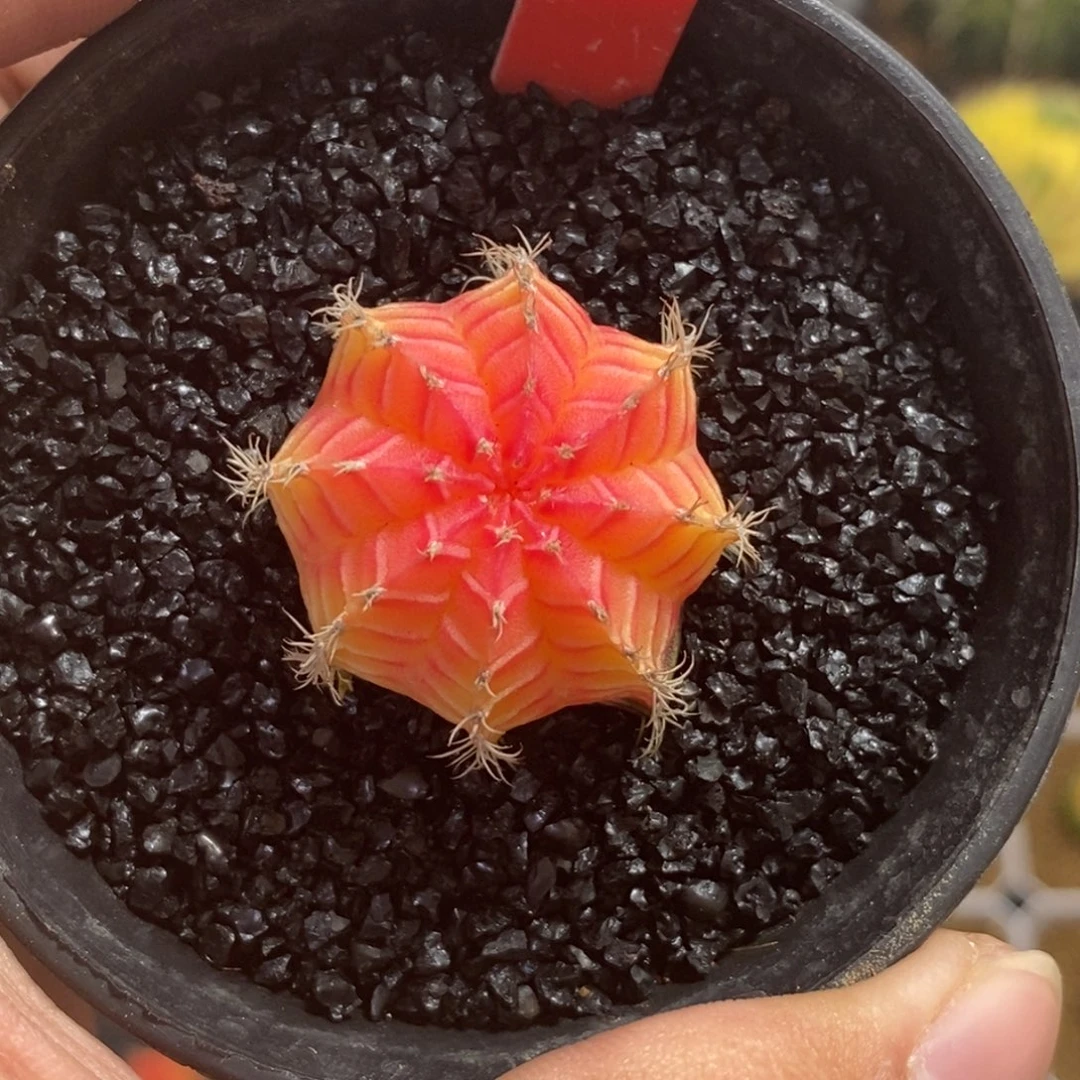 精品米哈—脱土发货26