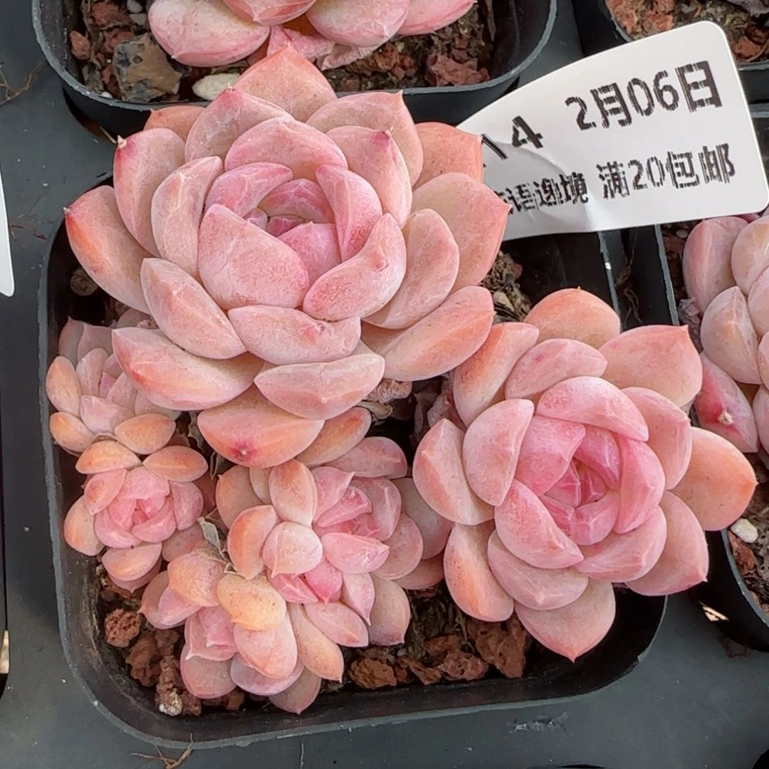 花语逸镜0206-214