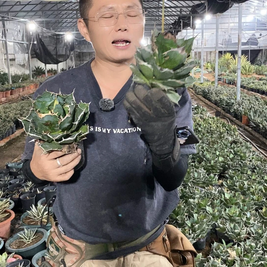 正白➕钻石 15公分两颗发货