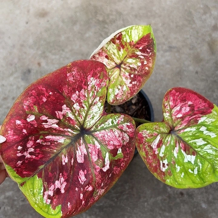 29-0104彩叶芋广东现货