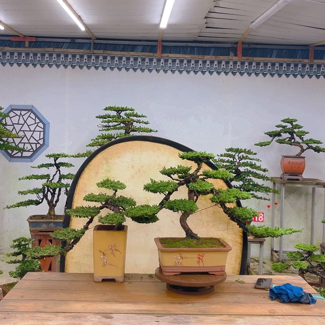 合成树脂原生珍珠柏