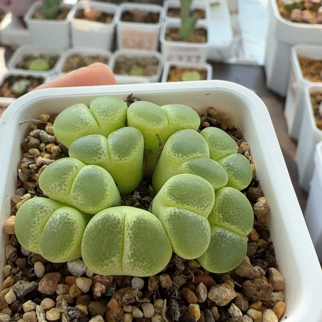 7098 大白多肉植物园